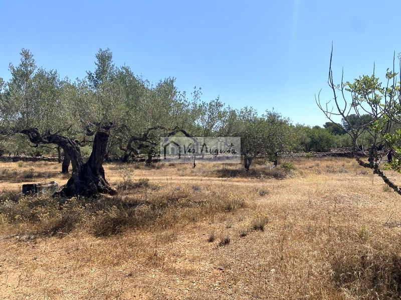 Foto b335fcb4-810e-418e-bd87-d2eaeddb387f. Fondo rustico in Perelló (El)