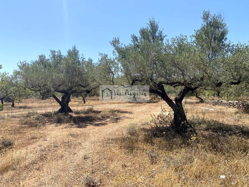 Foto d1b72879-5479-4d58-a439-f604e865623d. Fondo rustico in Perelló (El)
