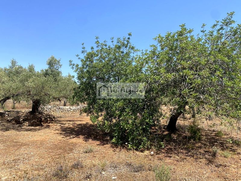 Foto 2b56defa-ddeb-4b35-a748-01624af772a8. Propriété dans Perelló (El)