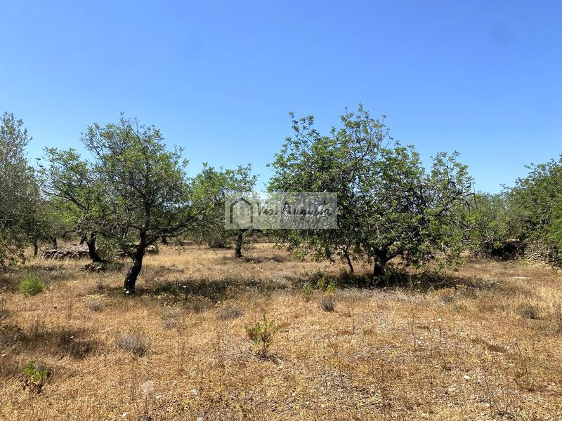 Foto 6ea0935a-5420-43f1-a708-4c6de9ae5167. Propriété dans Perelló (El)