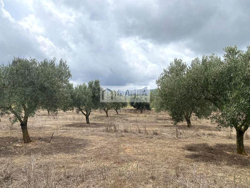 Foto 1adfbdd7-3949-4530-ab9f-e90a9e204b42. Finca rústica a Perelló (El)