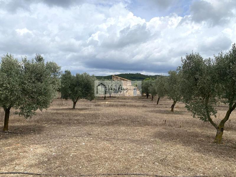 Foto 237e158d-f439-4239-b2de-81b3d8fc17d0. Finca rústica a Perelló (El)