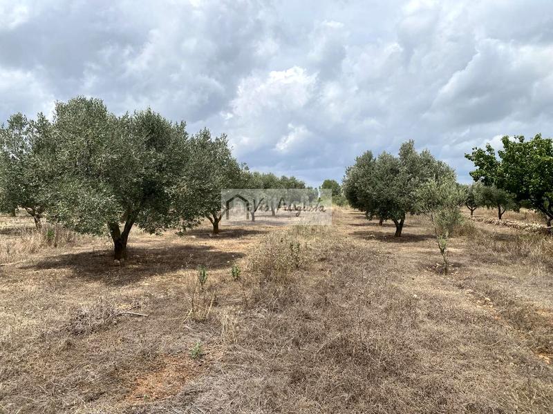 Foto 41657888-fc94-4f6e-9c4a-32276e7794ea. Finca rústica a Perelló (El)