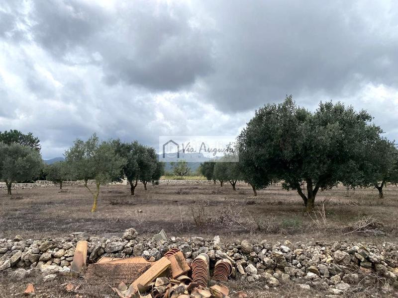 Foto 57c6536c-7ad0-4285-9d0e-78a7998f1f37. Finca rústica a Perelló (El)
