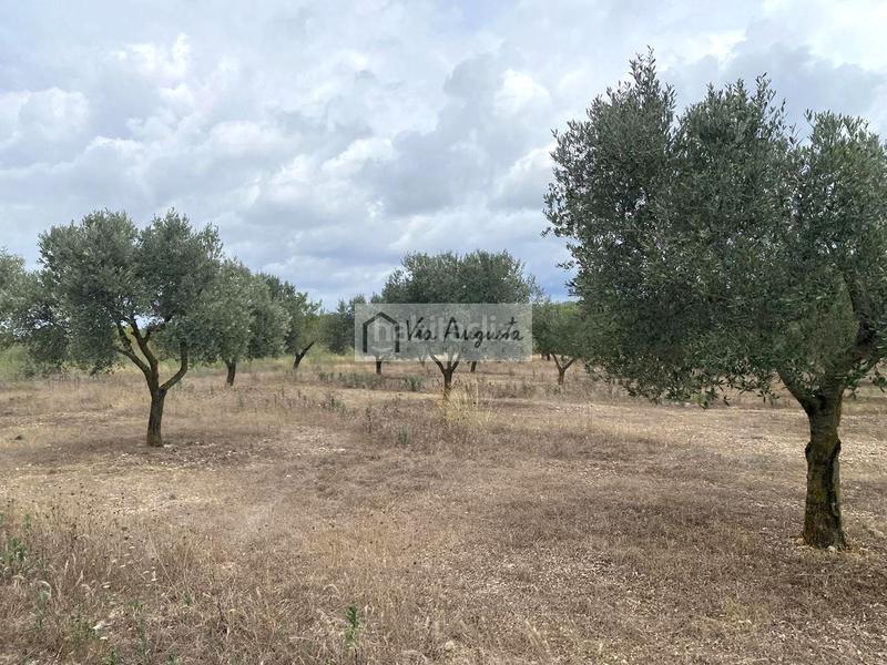 Foto aa09c4a5-f528-4d07-95e1-d871660f6c35. Finca rústica a Perelló (El)
