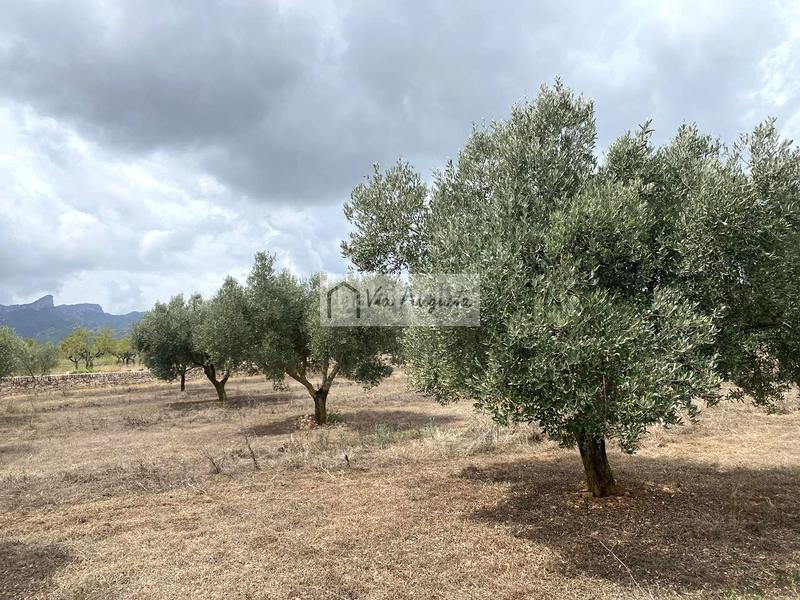 Foto ffc0ba71-0da1-4f26-ad3f-e992d20e2c73. Finca rústica a Perelló (El)