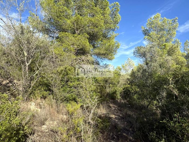 Foto 285a3415-30cc-48d8-985f-46ba4976d798. Landgut in Perelló (El)