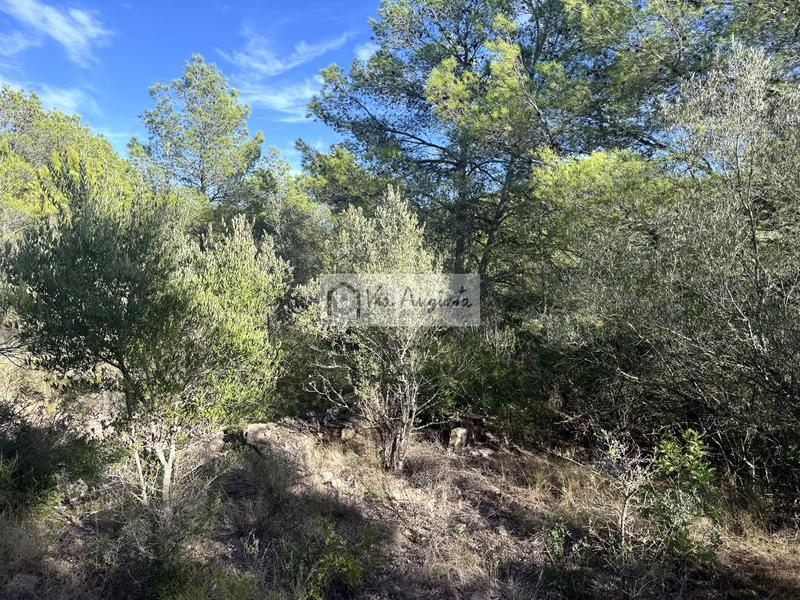 Foto d83d0548-3fe1-4267-9801-e927cf6d6352. Landgut in Perelló (El)