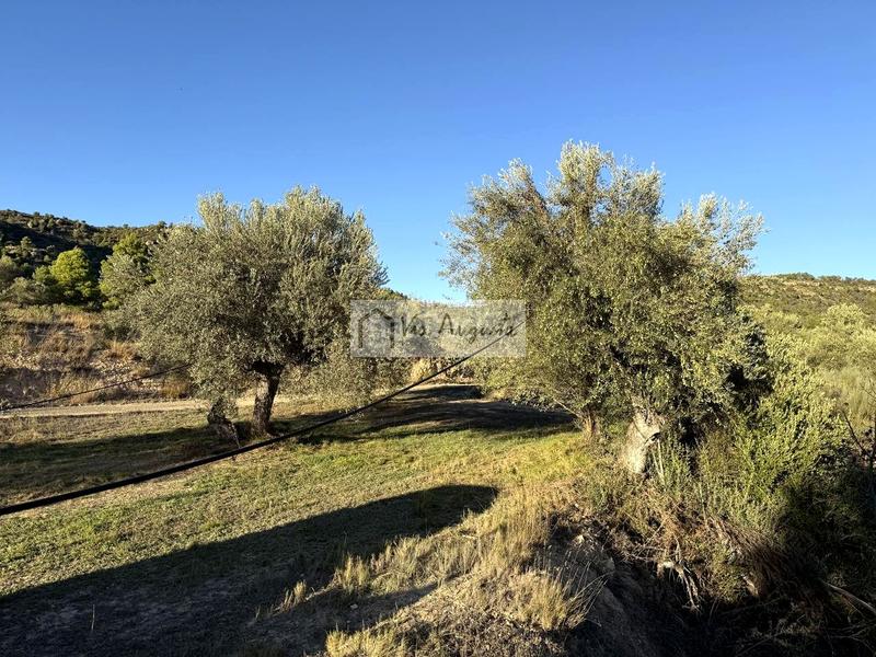 Foto 58b177ef-e9fa-49b9-b573-97d2d9d6125f. Finca rústica a Vinebre