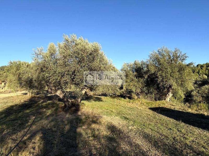 Foto 7105ba68-2033-4d41-8326-43f5f93eee1d. Finca rústica a Vinebre