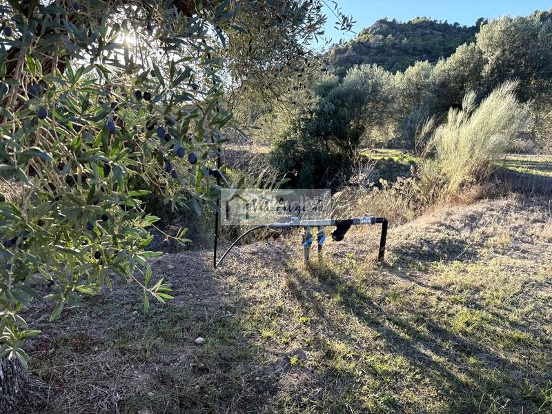 Foto f1566972-f276-4b47-b84c-c6e6f39e1caa. Finca rústica a Vinebre