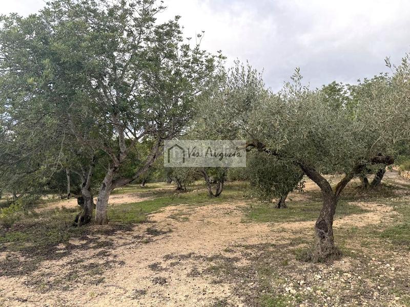 Foto 2dfaa447-3622-4981-ac96-478ee273312d. Rural plot in Les Tres Cales Ametlla de Mar (L´)