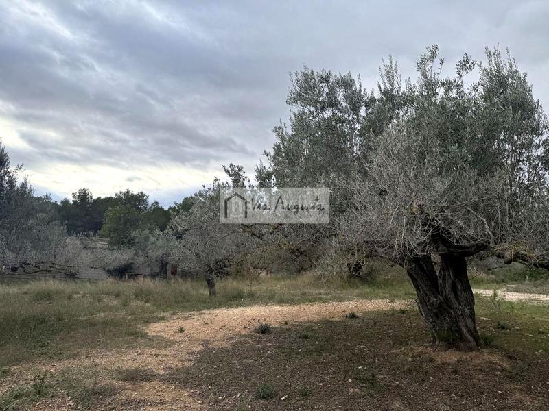 Foto 4e45767f-ad57-4c4a-b93d-8e9d1146aa5b. Rural plot in Les Tres Cales Ametlla de Mar (L´)