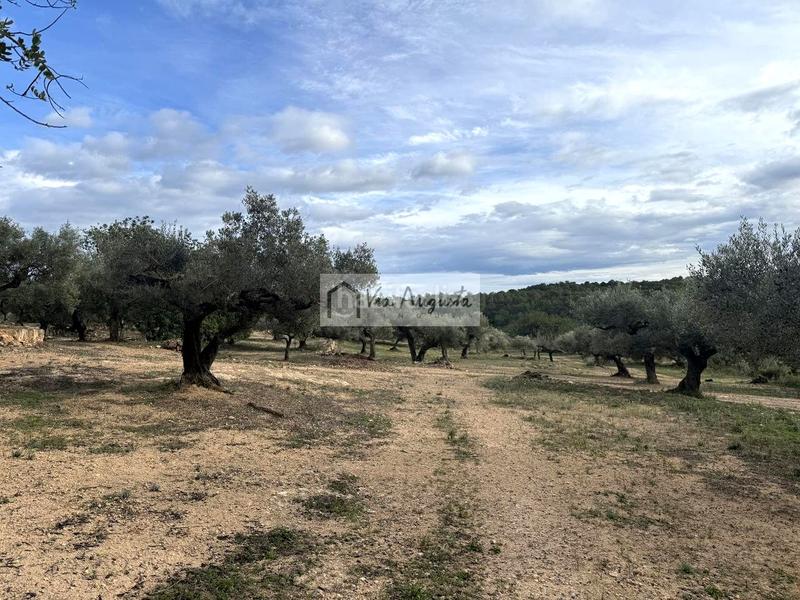 Foto 2e38e7d6-71b9-4ebc-b44f-113ba929664a. Finca rústica en Les Tres Cales Ametlla de Mar (L´)