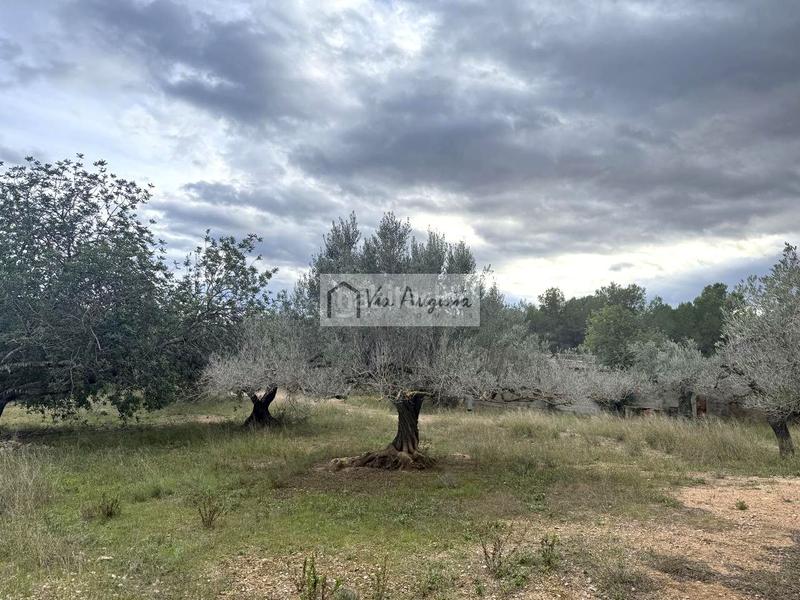 Foto 887705d1-e97b-4862-96a1-bfa2d45e6a01. Finca rústica en Les Tres Cales Ametlla de Mar (L´)