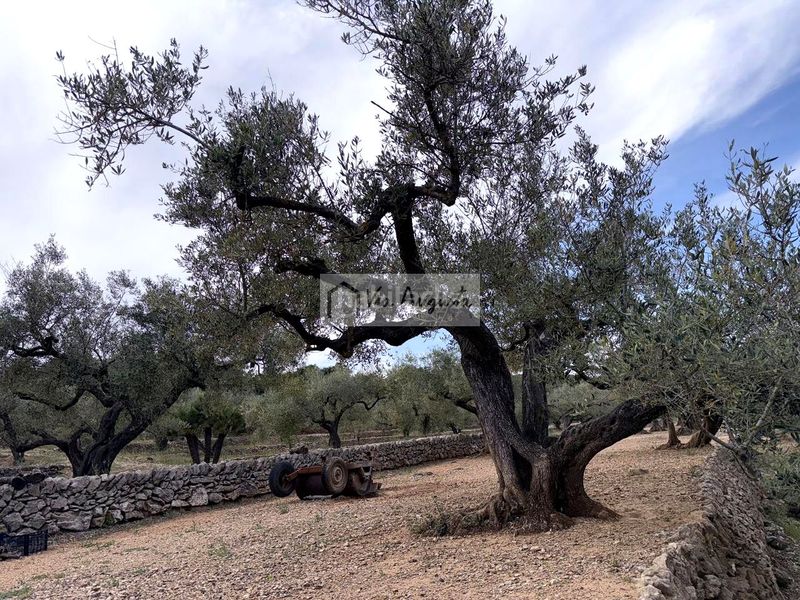 Foto 0f38ef25-2fe7-46fe-b676-065b820e859f. Masia a Bítem Tortosa