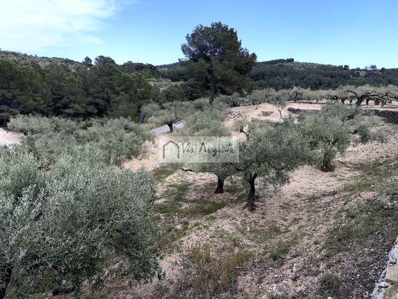 Foto 459cef73-6f0f-437e-a603-fc83c7867eeb. Masia a Bítem Tortosa