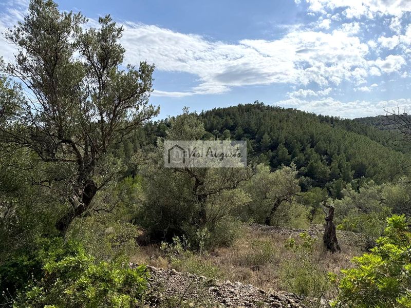Foto 55713e19-8065-4a42-9f58-29ac5d7c4b15. Finca rústica a Perelló (El)