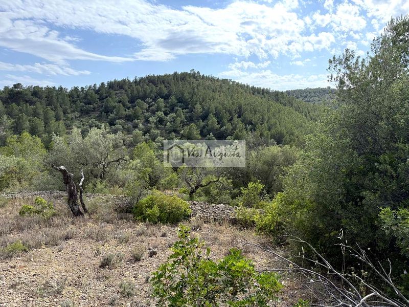 Foto bd247b4f-3e01-4d55-bfa3-185988210be6. Finca rústica a Perelló (El)