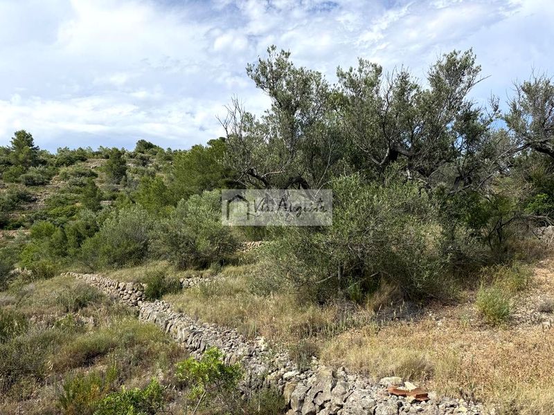 Foto d36b23f8-6f11-4006-85ea-d37955fce7bb. Finca rústica a Perelló (El)
