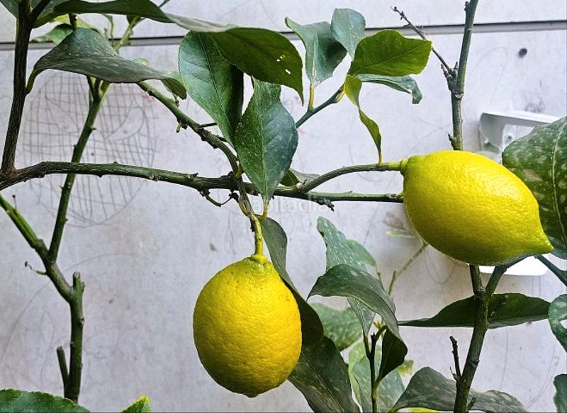 Foto 7aeadb1e-e17f-46b0-90ec-15d6a1d04465. Casa adossada amb xemeneia calefacció aparcament a Llinars del Vallès