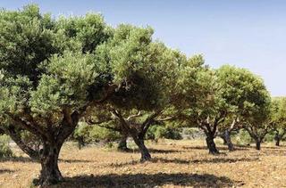Mas à Onda. Finca rúst. en venta en onda.