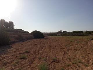 Propriété à El Pinar de Campoverde. Se vende terreno rustico con matorral y regadio