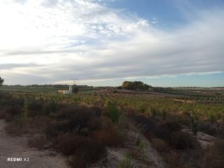 Terreno residencial en El Pinar de Campoverde. Finca de 34054 m2 para agricultura o ideal para camping cerca de