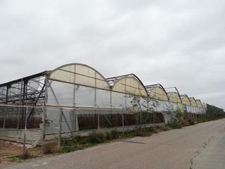 Finca rústica a Alcalde baldomero sn. Se venden 10000 m2 de una finca de san pedro 4000 de invernadero