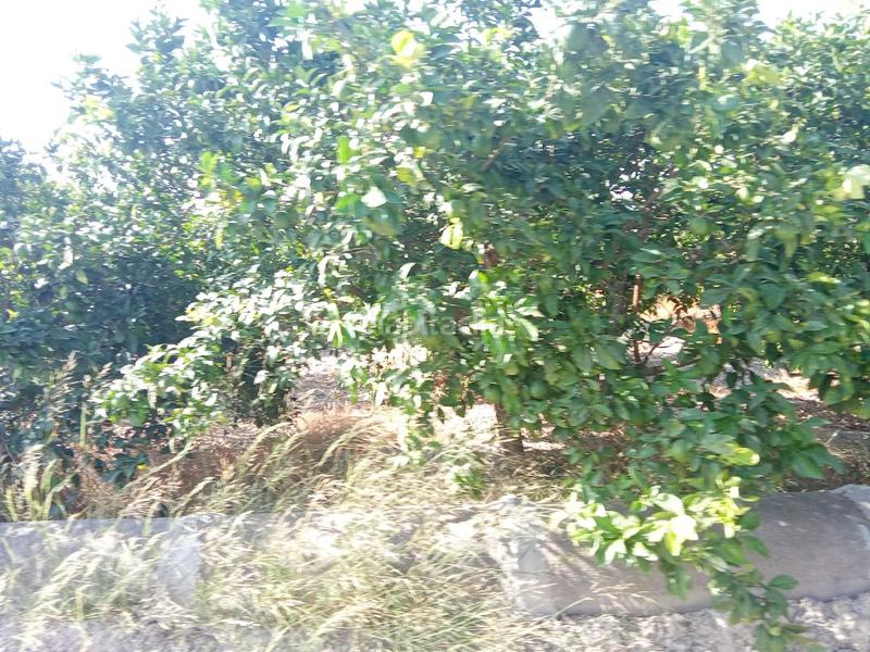 Foto 11153fdc-712a-4d81-b6de-c0e06abc8b5c. Finca rústica a Benferri