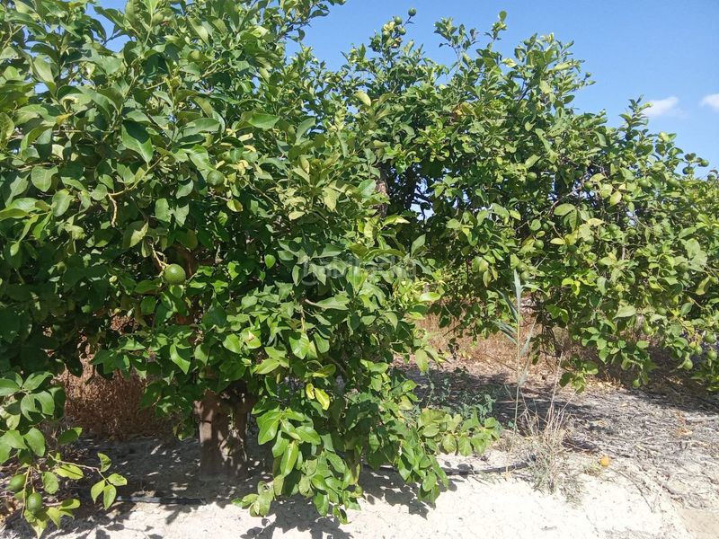 Foto 5299ef6c-1513-479f-8510-cc40266ffd46. Finca rústica a Benferri