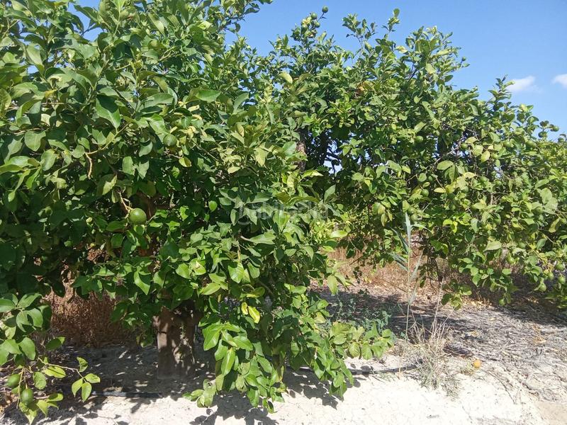 Foto 7f47752d-fb82-4b6c-a275-8ae90646a7f0. Finca rústica a Benferri