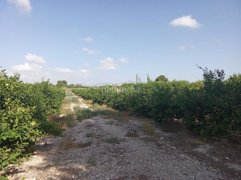 Foto c005c005-ae0a-4f48-ad71-435544164547. Finca rústica a Benferri