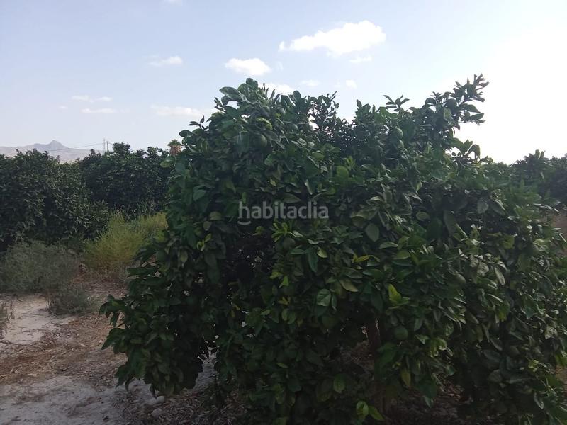 Foto c0bc4563-6c73-49a6-9bab-5867f555abbe. Finca rústica a Benferri