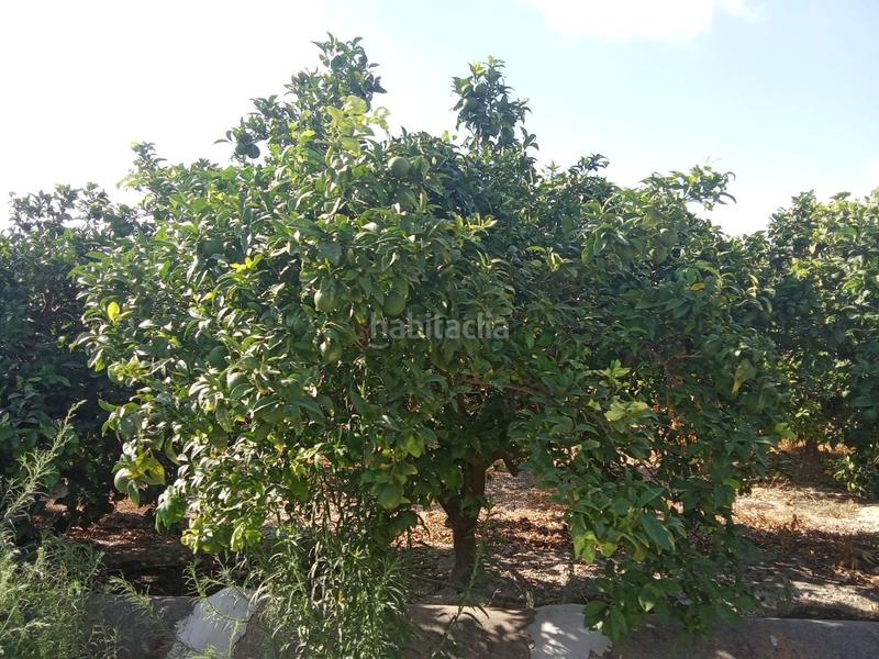 Foto d543c952-083a-47e4-bb9d-a6bc3fbbca30. Finca rústica a Benferri