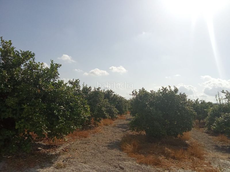 Foto d9ca545a-91b0-47a2-b36e-98384fe2542c. Finca rústica a Benferri