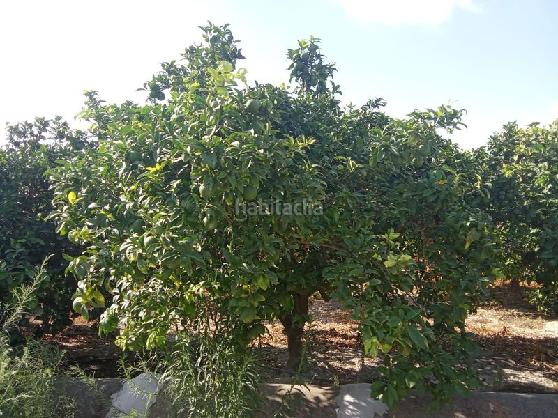 Foto e3842a0a-4afb-49b8-be6e-97911c814083. Finca rústica a Benferri
