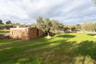 Finca rústica a Carrer sant francesc 87. Finca rústica con olivos y agua de riego