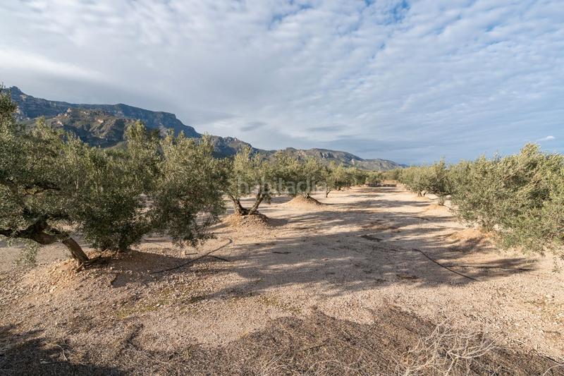 Foto 49bcc89e-a62b-44a0-9c78-8b4856d5761b. Finca rústica a carrer diego de león 39 a Roquetes