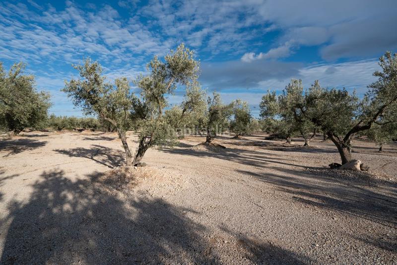 Foto 5042ca25-7149-4135-a37e-6ed4dab2b989. Finca rústica a carrer diego de león 39 a Roquetes