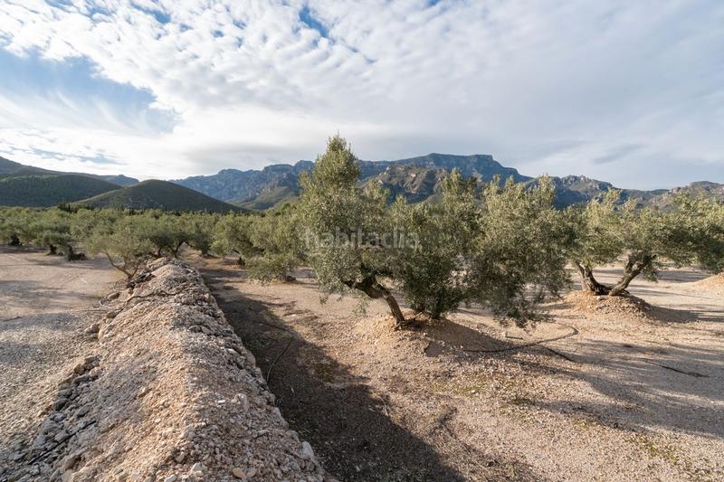 Foto fac1acbb-8fbd-4749-90ce-d6cdf1787828. Finca rústica a carrer diego de león 39 a Roquetes