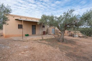 Finca rústica en Avinguda terres de l'ebre. Finca de olivos con posibilidad de agua de riego