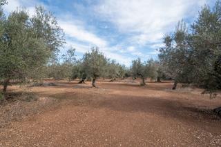 Finca rústica a Camí sant francesc 10. Finca rústica plana con olivos, almendros y algarrobos