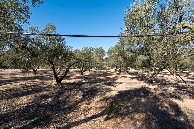 Foto ef89e2bb-cf56-4aa4-bfad-fc74fb88e37f. Finca rústica a plaça de l'alto 1b a Santa Bàrbara