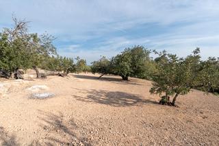 Landgut in Camí del terrer roig 149. Finca rústica de olivos y algarrobos en plena producción