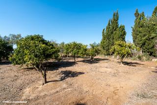 Finca rústica a Deltebre. Finca rústica cerca del río ebro