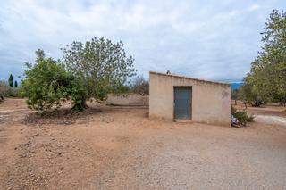 Finca rústica a Vial camino 108. Finca rústica de olivos con una pequeña casa de apero y una bals