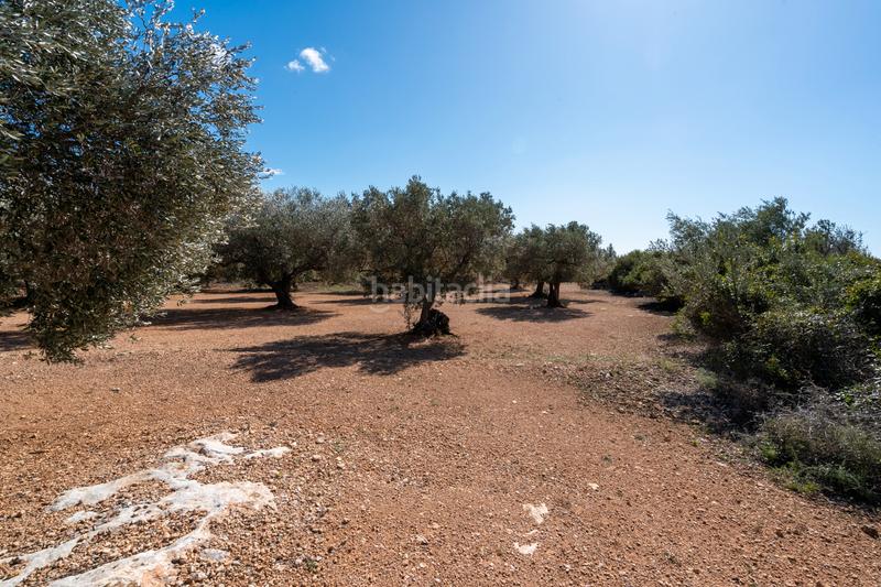 Foto c996d0ef-b5e5-4e65-b7ce-51f0ca63ab1e. Landgut in diseminado poligon 18 20 in Xerta