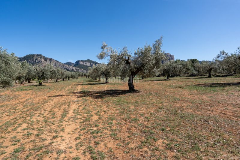 Foto 070fda31-63c8-4d38-b1aa-f2e959e34dbf. Finca rústica en raval dels àngels 18 finca rústica con olivos y frutales. agua de riego de pozo propio. construcción metálica. en Horta de Sant Joan