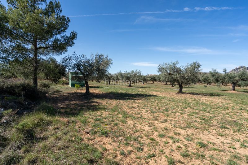 Foto 14b59f79-67eb-45f3-92ba-e91884156fbd. Finca rústica en raval dels àngels 18 finca rústica con olivos y frutales. agua de riego de pozo propio. construcción metálica. en Horta de Sant Joan